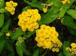 geel Huis Bloemen Lantana struik foto