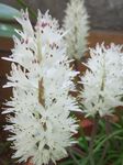blanc des fleurs en pot Cape Cowslip herbeux, Lachenalia Photo