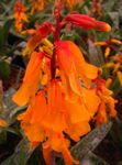 orange Indoor Flowers Cape Cowslip herbaceous plant, Lachenalia Photo