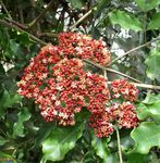 Punane Leea, Lääne-India Holly, Havai Holly