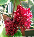 rojo Flores de salón Melastome Vistoso arbustos, Medinilla Foto