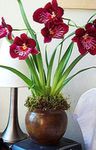 бордовий Кімнатні Квіти Мільтонія трав'яниста, Miltonia Фото