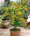 rumena Sobne Cvetje Akacijev grmi, Acacia fotografija