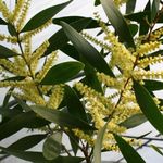 jaune des fleurs en pot Acacia des arbustes Photo