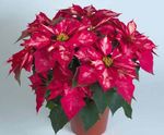 розов Интериорни цветове Коледна Звезда тревисто, Poinsettia pulcherrima снимка