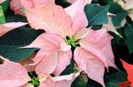 pinkki Sisäilman Kukkia Joulutähti ruohokasvi, Poinsettia pulcherrima kuva