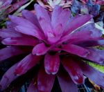 фіолетовий Кімнатні Квіти Неорегелія трав'яниста, Neoregelia Фото