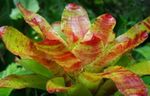 foto Bromeliad Planta Herbácea descrição