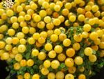 žuta Sobne cvijeće Zrno Biljke, nertera Foto