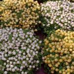 baltas Vidinis gėlės Karoliukas Augalų žolinis augalas, nertera Nuotrauka