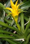 keltainen Sisäilman Kukkia Nidularium ruohokasvi kuva