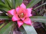 rosa Innendørs Blomster Nidularium urteaktig plante Bilde