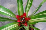 röd Inomhus Blommor Nidularium örtväxter Fil