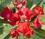 rojo Flores de salón Bahía De Rosas, Adelfas arbustos, Nerium oleander Foto