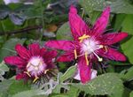 ბორდო შიდა ყვავილები პასიფლორა ლიანა, Passiflora სურათი