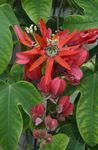 წითელი შიდა ყვავილები პასიფლორა ლიანა, Passiflora სურათი