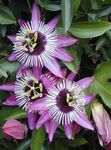 lilla Kirg Lillede ronitaim, Passiflora Foto