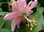 ვარდისფერი შიდა ყვავილები პასიფლორა ლიანა, Passiflora სურათი