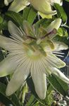 hvid Passionsblomst liana, Passiflora Foto