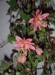 рожевий Кімнатні Квіти Пасифлора (Cтрастоцвет, Кавалерском Зірка) ліана, Passiflora Фото
