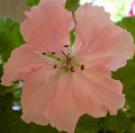 roosa Sise Lilled Geraanium rohttaim, Pelargonium Foto