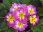 rózsaszín Beltéri Virágok Primula, Auricula lágyszárú növény fénykép
