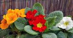 pomarańczowy Pokojowe Kwiaty Pierwiosnek trawiaste, Primula zdjęcie