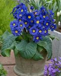 modrá Kvetinové Kvety Primulka, Auricula trávovitý, Primula fotografie
