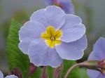 bleu ciel des fleurs en pot Primevère, Auricula herbeux, Primula Photo
