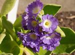 lilac Indoor Flowers Primula, Auricula herbaceous plant Photo