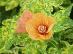 oranžový Pokojové Květiny Kvetoucí Javor, Pláč Javor, Lampion stromy, Abutilon fotografie