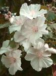 branco Flores Internas Flowering Maple, Weeping Maple, chinese Lantern árvore, Abutilon foto