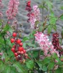 ვარდისფერი შიდა ყვავილები Bloodberry, Rouge ქარხანა, ბავშვი წიწაკა, Pigeonberry, Coralito ბუში, Rivina სურათი