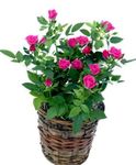 рожевий Кімнатні Квіти Розa чагарник, Rose Фото