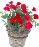 czerwony Pokojowe Kwiaty Roza krzaki, Rose zdjęcie