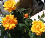 pomarańczowy Pokojowe Kwiaty Roza krzaki, Rose zdjęcie