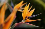 oranžs Paradīzes Putna, Celtnis Ziedu, Stelitzia zālaugu augs, Strelitzia reginae Foto