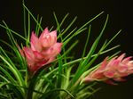 pembe Kapalı çiçek Tillandsia otsu bir bitkidir fotoğraf