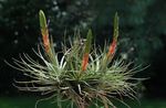 赤 室内の花 ティランジア属 草本植物, Tillandsia フォト
