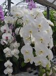 білий Кімнатні Квіти Фаленопсис трав'яниста, Phalaenopsis Фото