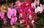 pink Indoor Flowers Phalaenopsis herbaceous plant Photo