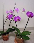 lilac Indoor Flowers Phalaenopsis herbaceous plant Photo