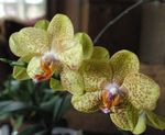 Foto Phalaenopsis Herbáceas descripción