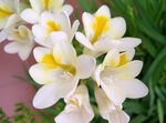 balts Iekštelpu ziedi Frēzija zālaugu augs, Freesia Foto