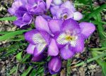 šeřík Pokojové Květiny Frézie bylinné, Freesia fotografie