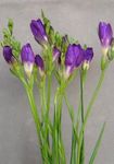 purple Indoor Flowers Freesia herbaceous plant Photo