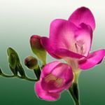 rosa Inomhus Blommor Fresia örtväxter, Freesia Fil