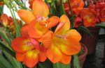 turuncu Kapalı çiçek Frezya otsu bir bitkidir, Freesia fotoğraf