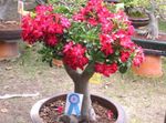赤 室内の花 砂漠の薔薇 木, Adenium フォト