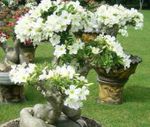 blanc des fleurs en pot Rose Du Désert des arbres, Adenium Photo
